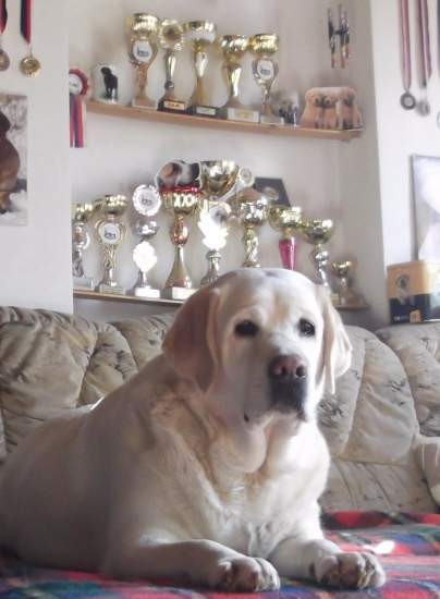 Daisy Gold z Orvetu - prababička štěňátek 